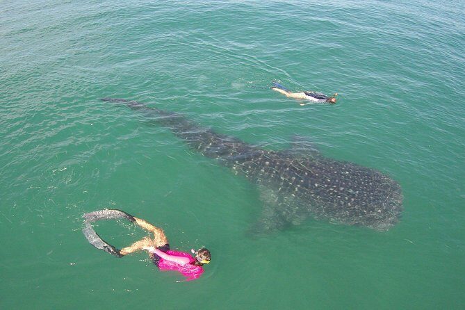 Whale-Shark Snorkeling Excursion to La Paz - Deep Dive: The Day-to-Day Experience