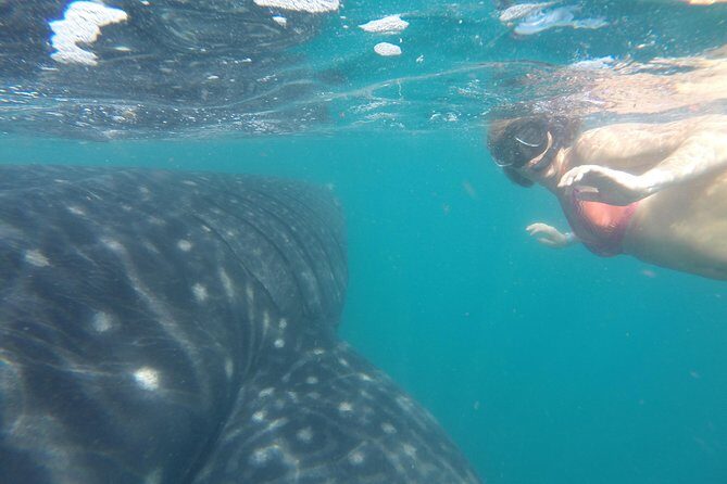 Whale-Shark Snorkeling Excursion to La Paz - Final Thoughts: Is This Tour Right for You?