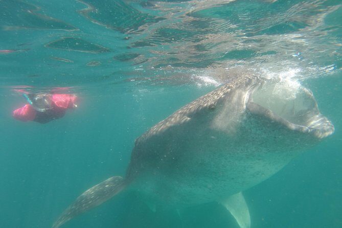 Whale-Shark Snorkeling Excursion to La Paz - FAQ