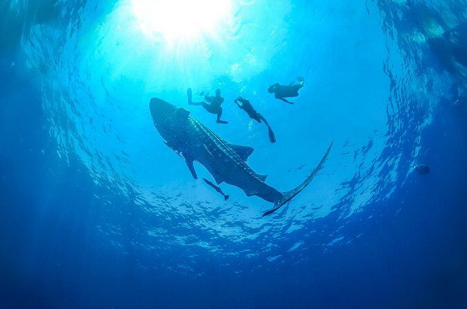 Whale Shark Snorkeling Experience from Cancun and Riviera Maya - Analyzing Value for Money