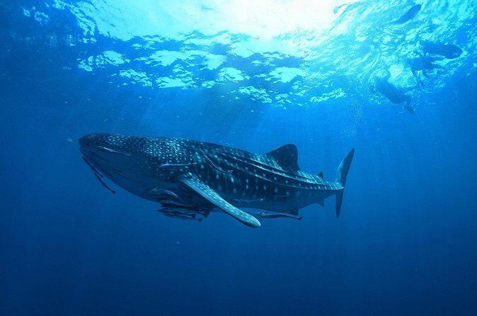 Whale Shark Snorkeling Experience from Cancun and Riviera Maya - Who Is This Tour Best For?