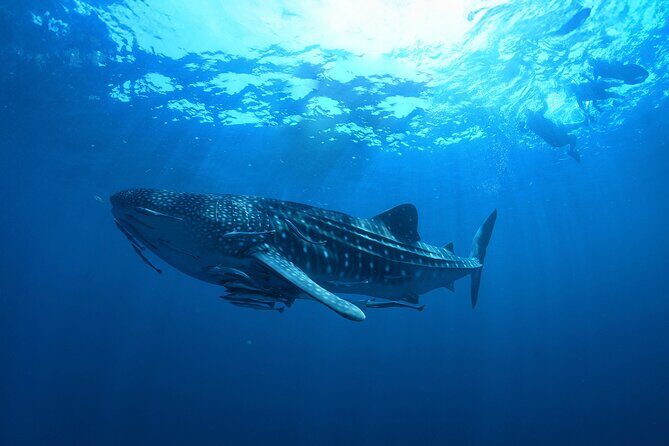 Whale Shark Snorkeling Experience from Cancun and Riviera Maya - Final Thoughts
