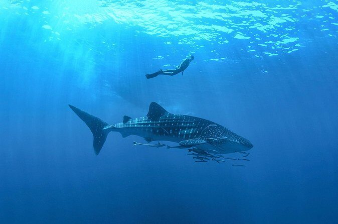 Whale Shark Snorkeling Experience from Cancun and Riviera Maya - FAQs