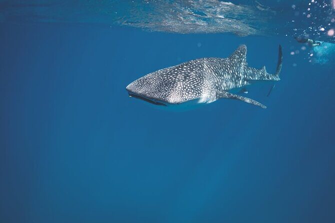 Whale Shark Snorkeling in La Paz - Key Points