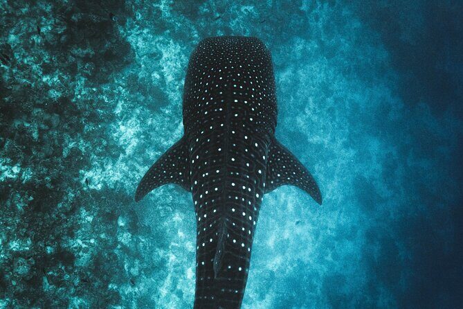 Whale Shark Snorkeling in La Paz - FAQs