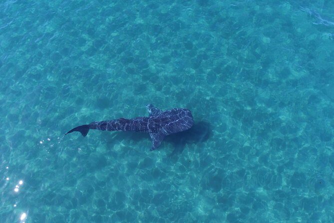 Whale Shark snorkeling tour in a reduced group with local marine biologist - What to Expect from the Tour