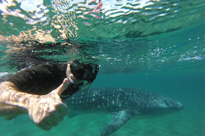 Whale Shark snorkeling tour in a reduced group with local marine biologist - Final Thoughts