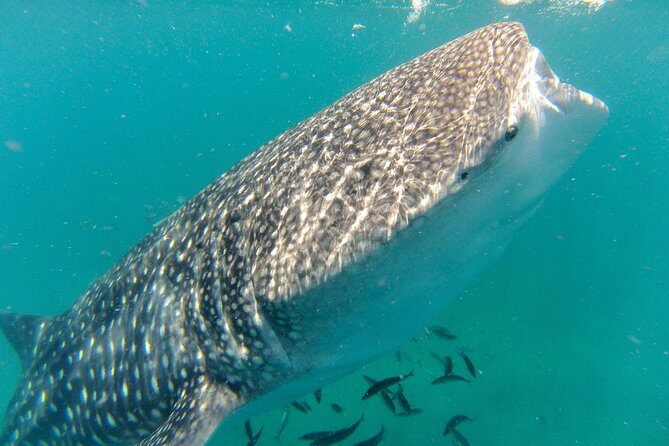 Whale Shark Swim Adventure in La Paz - Key Points