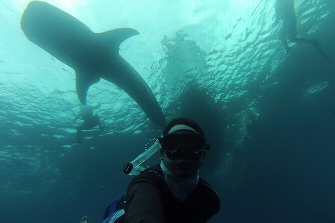 Whale Shark Swim Adventure in La Paz - The Guide and Crew: Knowledge and Care
