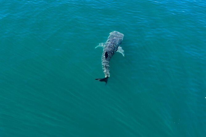 Whale Shark Swim Adventure in La Paz - Who Should Consider This Tour?