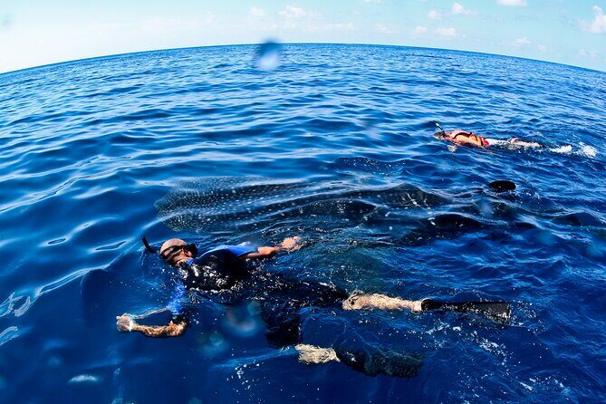 Whale Shark Swim Adventure SMALL GROUP from Cancun - What to Expect from the Tour