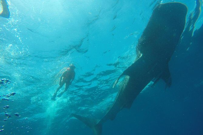 Whale Shark Swim Adventure SMALL GROUP from Cancun - Final Thoughts