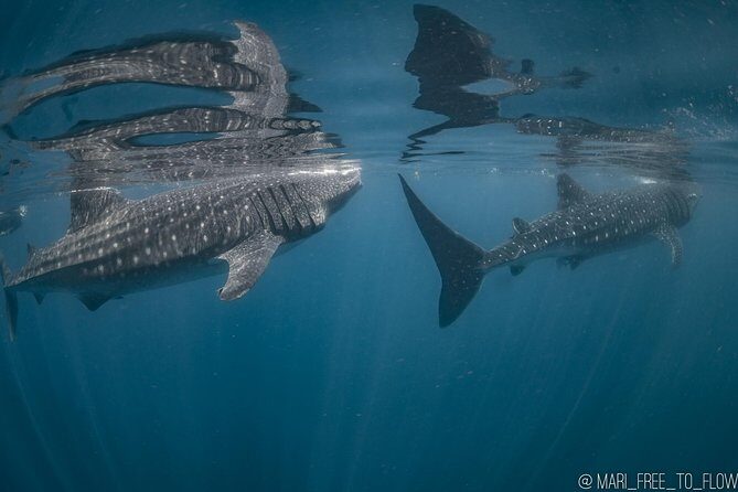 Whale Shark Swimming Adventure from Cancun & Riviera Maya - Seasonal June/Sept - Who Will Love This Tour?