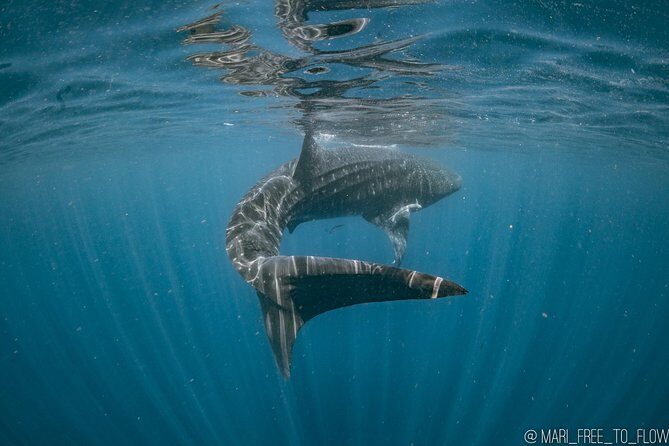 Whale Shark Swimming Adventure from Cancun & Riviera Maya - Seasonal June/Sept - Practical Tips for Your Trip