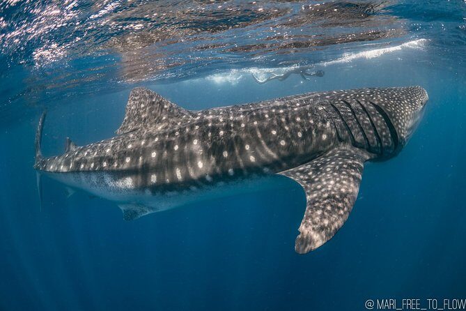 Whale Shark Swimming Adventure from Cancun & Riviera Maya - Seasonal June/Sept - FAQ
