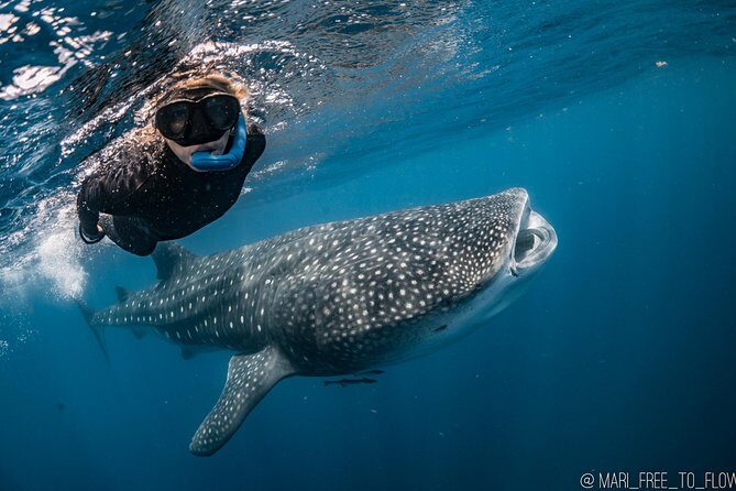 Whale Shark Swimming Adventure from Cancun & Riviera Maya - Seasonal June/Sept - Final thoughts