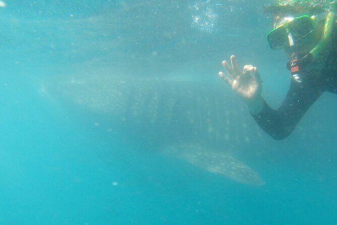 Whale Shark Swimming Adventure: Small Group with Marine Biologist - Who Is This Tour Best For?