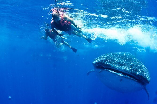 Whale Shark Swimming and Isla Mujeres Beach Tour - The Itinerary: What Really Matters