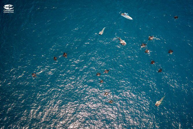 Whale Shark Swimming and Isla Mujeres Beach Tour - Final Thoughts: Is This Tour Right for You?