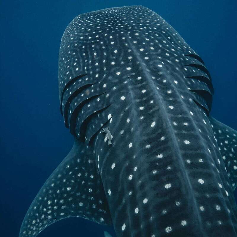 Whale Shark swimming ocean safari all included tour - Key Points