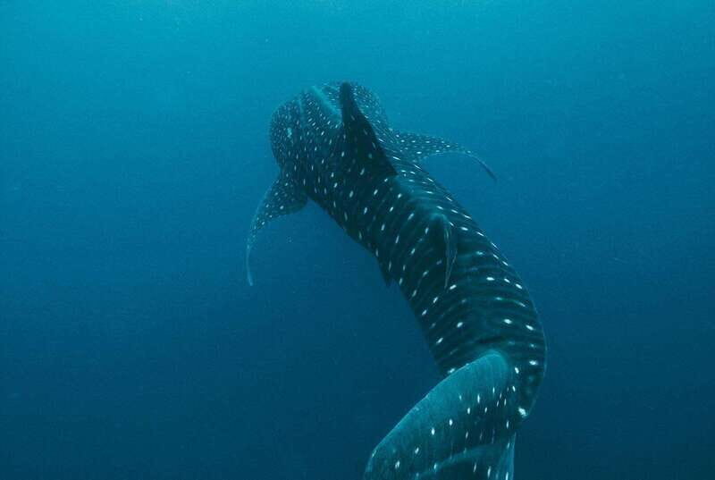 Whale Shark swimming ocean safari all included tour - What to Expect from This Whale Shark Safari