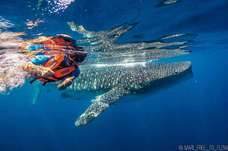 Whale Shark swimming ocean safari all included tour - Who Will Love This Tour?