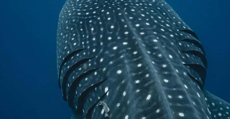 Whale Shark swimming ocean safari all included tour - FAQs