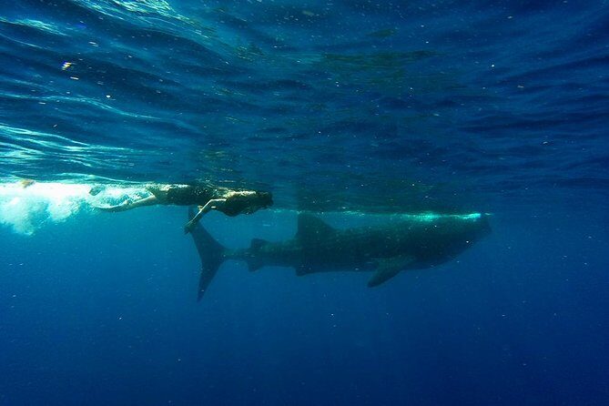 Whale Shark Tour from Cancun and Playa Del Carmen - The Price Point and Value