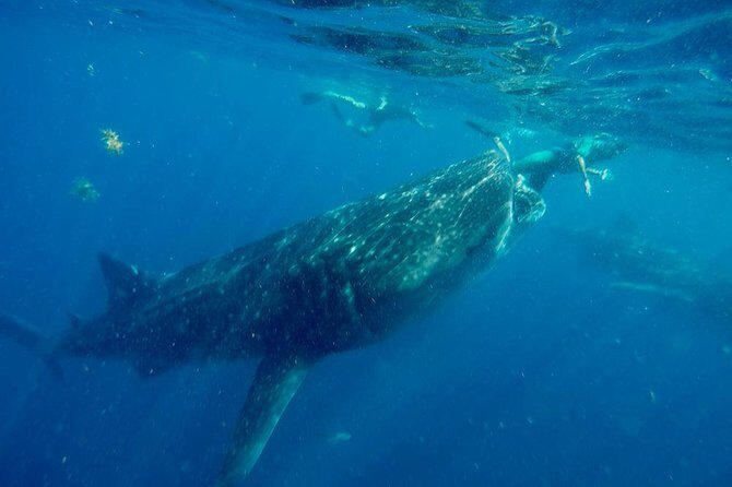 Whale Shark Tour from Cancun and Playa Del Carmen - The Good, the Not-So-Good, and the Honest