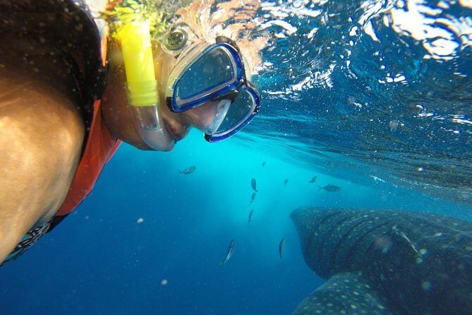Whale Shark Tour from Cancun and Playa Del Carmen - FAQ - Frequently Asked Questions