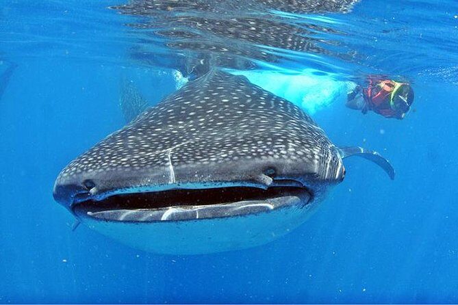 Whale Shark Tour from Cancun, Playa del Carmen, Tulum and Riviera Maya - Final Thoughts