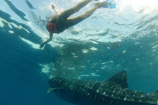 Whale Shark Tour from Holbox Island - The Experience: What to Expect on This Whale Shark Tour