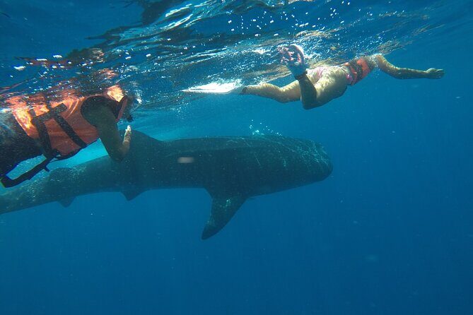 Whale Shark Tour from Holbox Island - Who Is This Tour Best For?