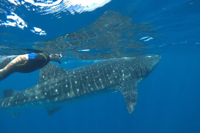 Whale Shark Tour from Holbox Island - Final Thoughts