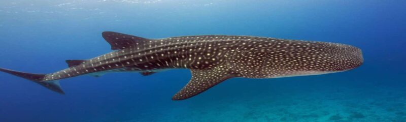Whale Shark Tour in Cancun in Italian - FAQ