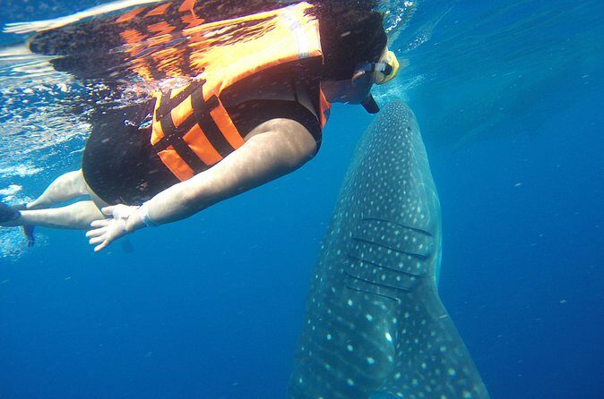 Whale Shark Tour Isla Mujeres - Real Traveler Insights