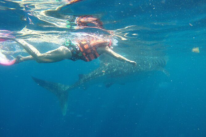 Whale Shark Tour Isla Mujeres - FAQs