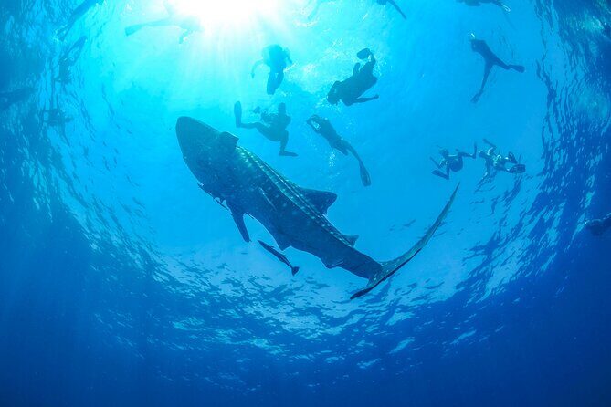 Whale Shark Watching and Snorkeling Experience on Contoy Island - Who Is This Tour Best For?