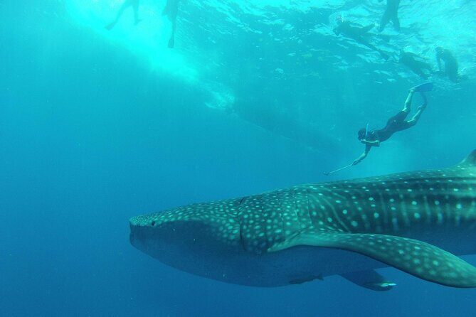 Whale Shark Watching and Snorkeling Experience on Contoy Island - FAQs