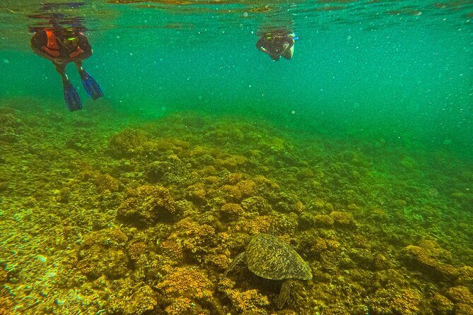 Whale Sharks and Sea Lions Snorkeling Picnic at Balandra Beach - The Value and Practicalities