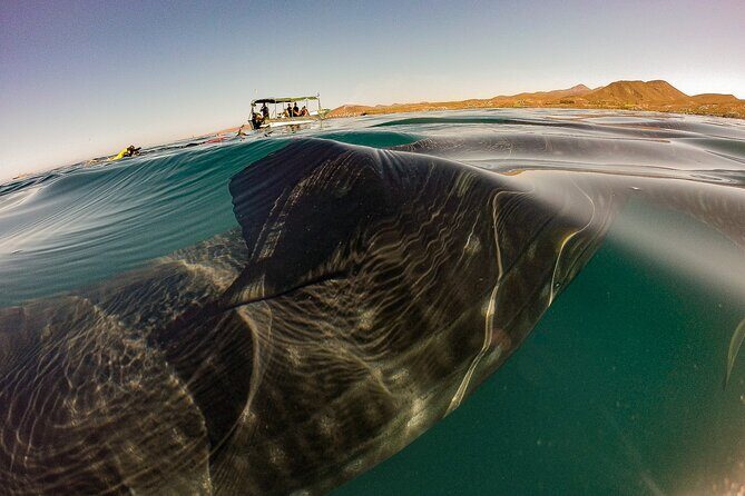 Whale Sharks and Sea Lions Snorkeling Picnic at Balandra Beach - Who Should Consider This Tour?
