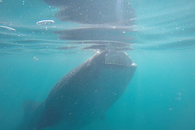 Whale sharks and sea lions snorkeling plus Balandra beach lunch - Practical Details and Tips