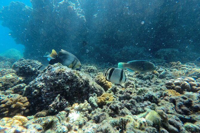 Whale sharks and sea lions snorkeling plus Balandra beach lunch - Who Would Love This Experience?