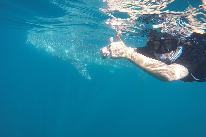 Whale sharks and sea lions snorkeling plus Balandra beach lunch - FAQ
