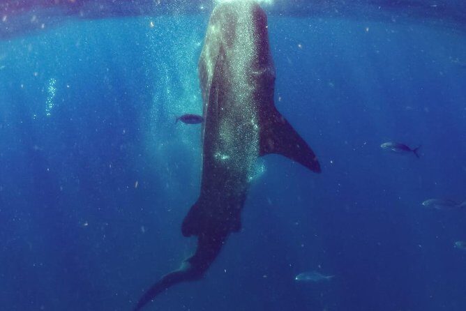 Whale Sharks Small-Group Tour in Cancun and Riviera Maya - Final Thoughts