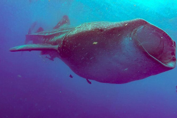 Whale Sharks Small-Group Tour in Cancun and Riviera Maya - Final Wrap-Up