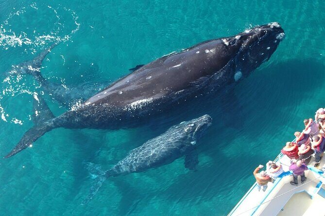 Whale Tour, Sail to Cabo San Lucas Arc + Food - What to Expect from the Whale Tour in Cabo San Lucas