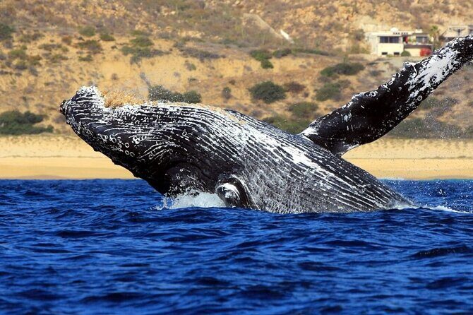 Whale Tour, Sail to Cabo San Lucas Arc + Food - Real Traveler Perspectives
