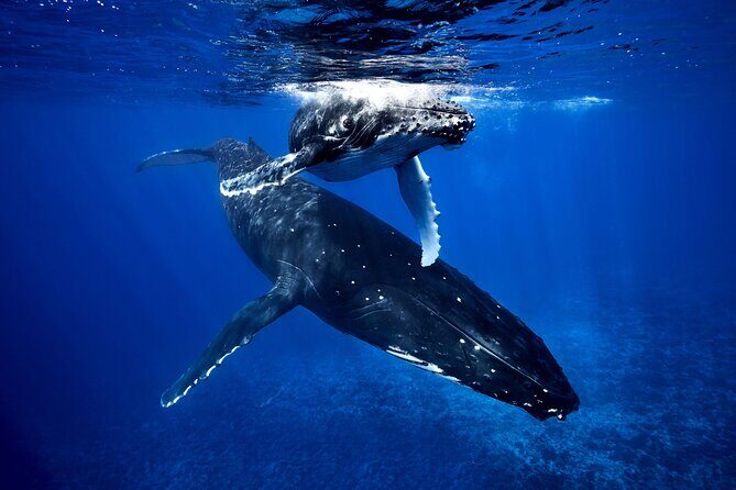 WHALE TOUR - Watching and Swimming with Whales - Key Points