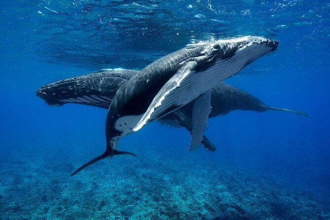 WHALE TOUR - Watching and Swimming with Whales - What to Expect on Your Moorea Whale Tour